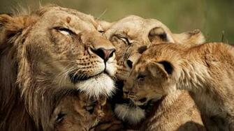 Pride Wallpaper Which Is Under The Lion Category Of HD