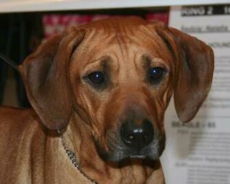 Rhodesian Ridgeback Dog Face Photo And Wallpaper Beautiful