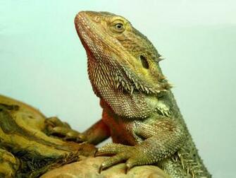 Lizard Wallpaper