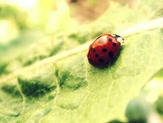 Ladybug Wallpaper Leaf Green Insect Desktop