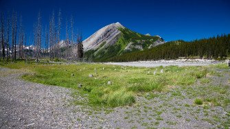 Nature Wallpaper Pack