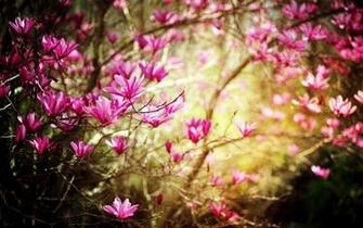 Spring Wallpaper For Pc Picserio