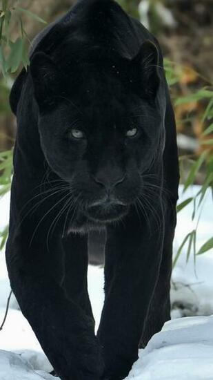 Animal Black Panther Wallpaper Id