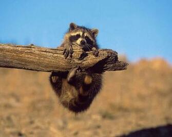 Raccoon Computer Wallpaper Desktop Background Id