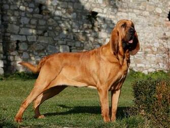 Bloodhound HD Wallpaper To For Your Mobile Computer
