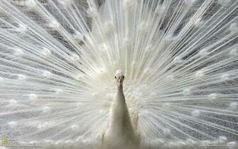 Christmas Wallpaper National Geographic Image Pictures