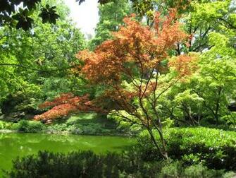 Windows Vista Wallpaper Japanese Maple
