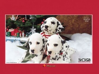Dalmatians Wallpaper Picture