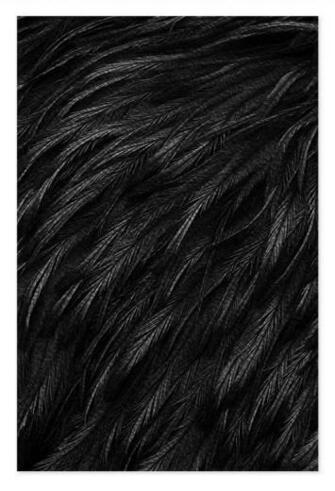 Black Feather Texture Flowing Frilly Background Background