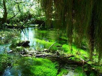 Amazon Rainforest Wallpaper