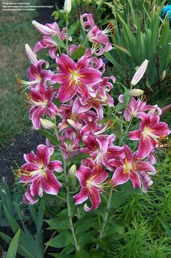 Stargazer Lily Wallpaper