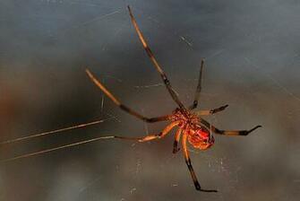 Black Widow Spiders Deadly Arachnida Fatal Image Pictures Wallpaper