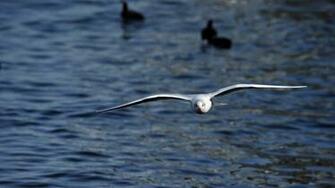 Wintertime Birds Photo Desktop Wallpaper X