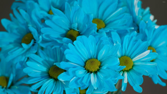 Daisy Flower Wallpaper