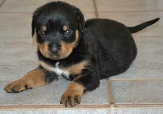 High Definition Wallpaper Photo Rottweiler Html