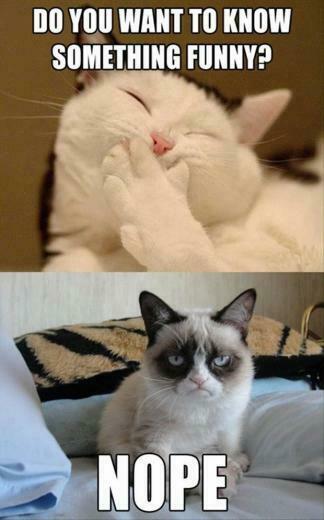 Everlasting Love Funny Gifs And Cute Cats Pics To Make You Smile
