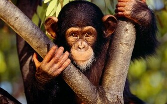 Monkeys Cute Monkey Photo Animal Photos Pictures