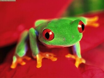 Animal Wildlife Tree Frog The Is A Small Species Of