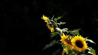 Sunflower Computer Wallpaper Desktop Background