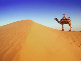 Pics Photos Crazy Camel HD Wallpaper