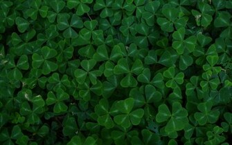 Clovers Wallpaper