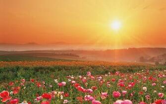 Field Of Flowers Wallpaper