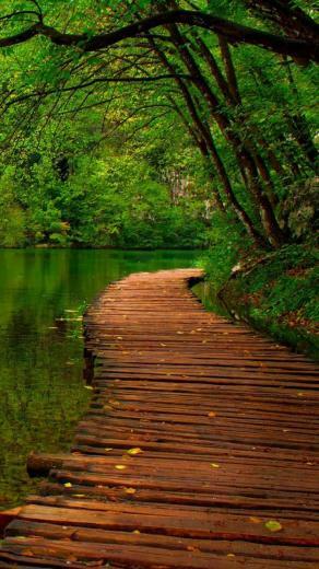 Forest Park iPhone Wallpaper HD