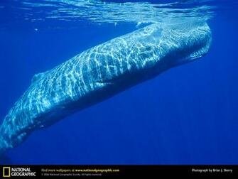 Sperm Whale Wallpaper And Background Animals Town
