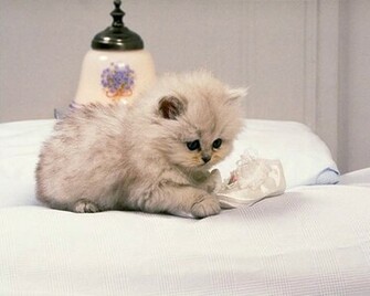 My Top Collection Cute Cat Wallpaper