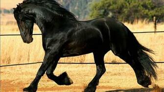 Friesian Horse Wallpaper