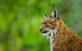 Lynx Wallpaper