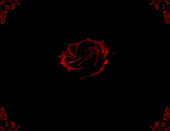 Single Red Rose With White Background Nice And Beatifull Memes