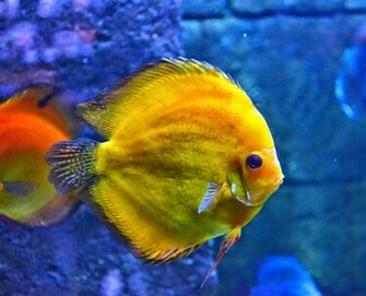 Discus Fish Photos Wallpaper The Fun Bank