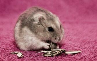 Hamster High Quality And Resolution Wallpaper On