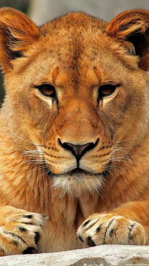 Lion iPhone Wallpaper HD Animal Plus Background