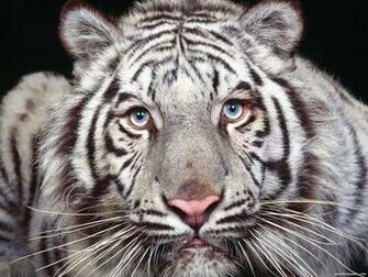 White Tiger Wallpaper