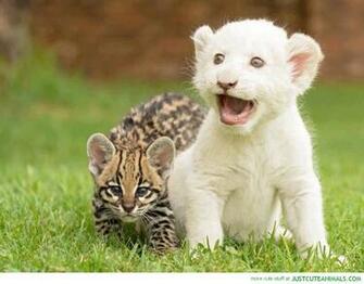 Cute Nature Animals Beautiful Wallpaper Cutie Big Cats Cubs