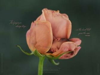 Gallery For Anne Geddes Wallpaper
