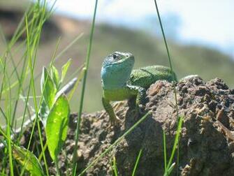 Little Lizard Wallpaper HD Desktopinhq