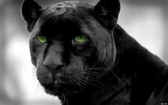 Panthers Selective Coloring Black Panther Wallpaper