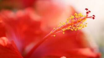 Flowers Hibiscus Wallpaper HD Wallpaperask