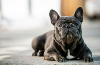 The Most Popular Dog Names Of In Missouri Fox