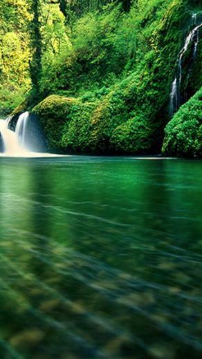 Rainforest Moto E Wallpaper