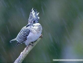 Bird Photography Vol Birds Variety Wallpaper On Branches