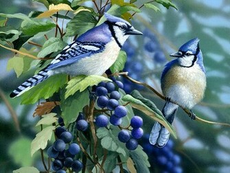 Blue Jays Wallpaper