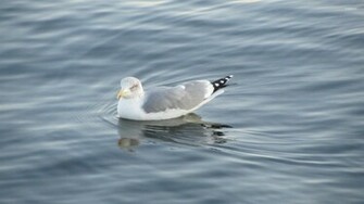 Seagull Wallpaper Animal