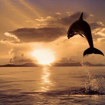 Dolphin Sea Sunset 1080p Desktop Background Wallpaper Fine