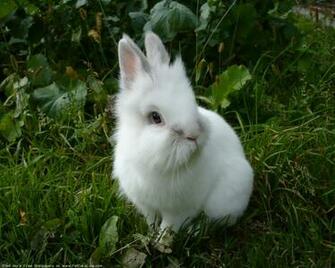 The Rabbit Windows Desktop Wallpaper Pictures For Pc Mac