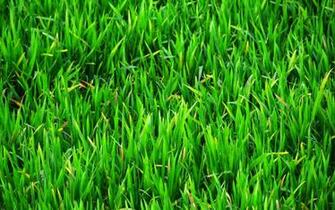 Grass Wall Paper Grasscloth Wallpaper