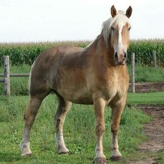Equine Belgian Horse By Fantasystock